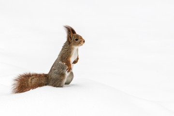 young red squirrel searching for food in winter forest covered with snow
