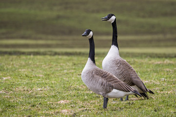 Zwei Kanadagänse auf einer Wiese
