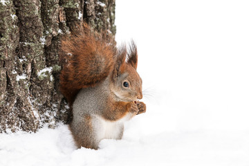 red squirrel sits in snowy park near tree and eats nut, closeup view