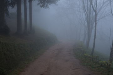 Obraz premium road in rural in mist & fog. nature landscape on cold autumn evening. footpath trail in mysterious forest.