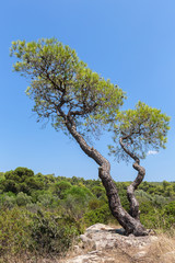 Lonely pine grows on rock. Sithonia Peninsula.