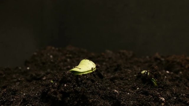 Germinating Seed Growing in Ground Agriculture Spring Summer Timelapse