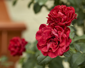 Red roses decorated in the back garden