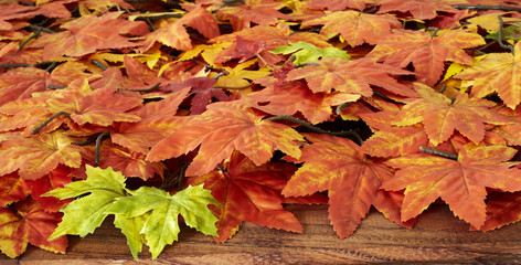 Autumn maple leafs on white background