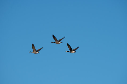Three Canadian Geese Flying Against Blue Sky in Coromandel New Zealand