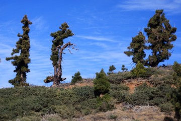 Baum, Landschaft, Natur, Berg, Himmel