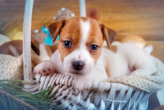 Puppy Jack Russell Terrier lies on a knit white blanket in the basket on wooden background