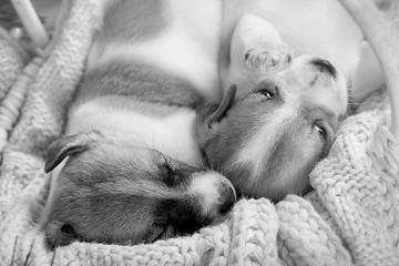 Two puppies of Jack Russell Terrier lying on knitted blanket upside-down black and white image