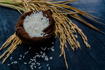 Thailand Rice on wooden table, rice in sackcloth and rice paddy on black wood,rice in sack,white rice in burlap sack with rice grain on the black wood