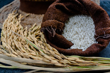 Thailand Rice on wooden table, rice in sackcloth and rice paddy on black wood,rice in sack,white rice in burlap sack with rice grain on the black wood