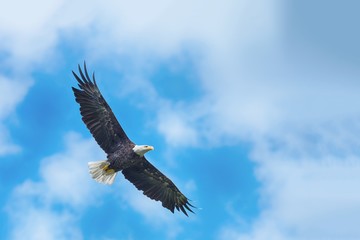 Bald eagle in flight - 184511686