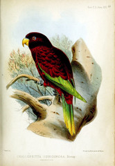 The illustrations of parrots on a white background.