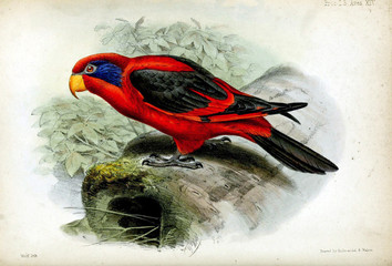 The illustrations of parrots on a white background.