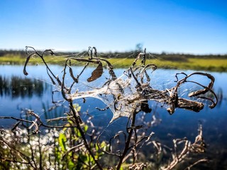 spiderweb on weeds in the swamp