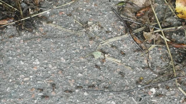 Red forest ants scurrying  foraging
