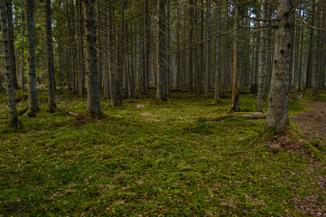 clear morning in the woods. spruce and pine tree forest with trunks in summer