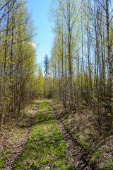 empty road in the countryside in summer. gravel surface