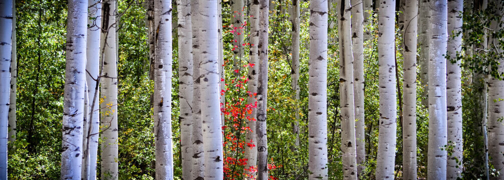 Red Tint Aspen Grove