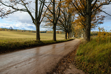 Fototapeta na wymiar empty road in the countryside in autumn. gravel surface