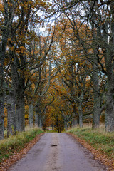 empty road in the countryside in autumn. gravel surface