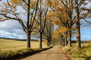 empty road in the countryside in autumn. gravel surface