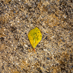 Tree leaf on asphalt#6