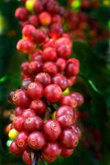 Ripe coffee Cherries