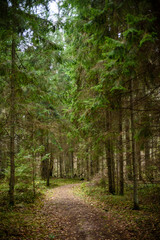 Obraz premium empty forest road in the countryside in autumn. gravel surface
