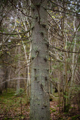 clear morning in the woods. spruce and pine tree forest with trunks in summer