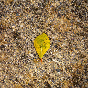 Tree leaf on asphalt#6