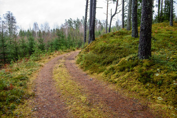 empty forest road in the countryside in autumn. gravel surface