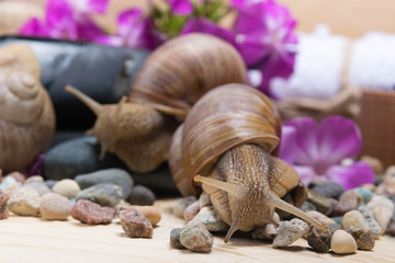 SPA background with snails surrounded by pink flowers and stones