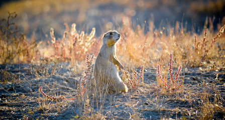 Prairie Dog © Ted