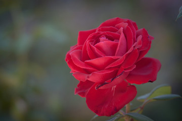 The softest rose every