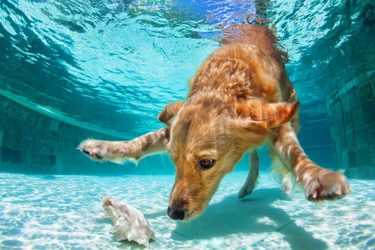 Playful golden labrador retriever puppy in swimming pool has fun. Dog jump, dive underwater to fetch ball. Dog training classes, active games with family pet. Popular breeds activity on summer holiday