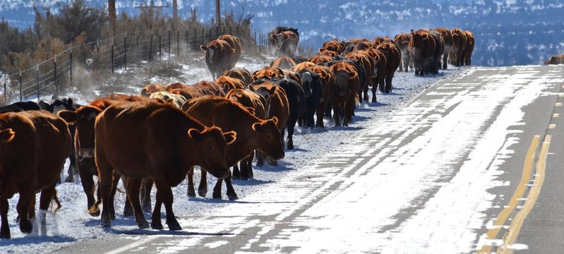 Moving the herd