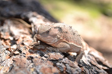 Horned Toad 2