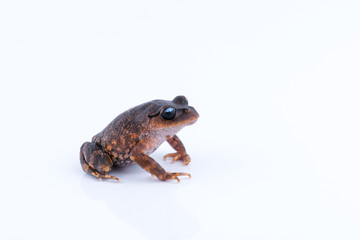 Leptobrachium chapaense (White-eyed Litter Frog) : frog on white background. Amphibian of Thailand