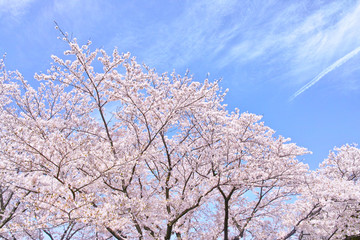 ふんわり感のある満開の桜の木