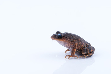 Leptobrachium chapaense (White-eyed Litter Frog) : frog on white background. Amphibian of Thailand