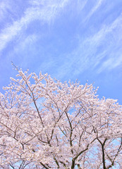 ふんわり感のある満開の桜の木