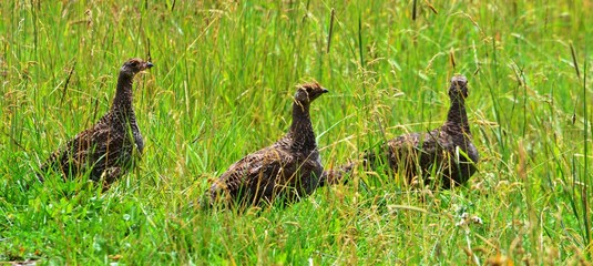 Grouse