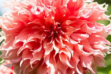 Dahlia/ダリア・天涯