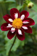 Dahlia/ダリア・ミスターエベリン