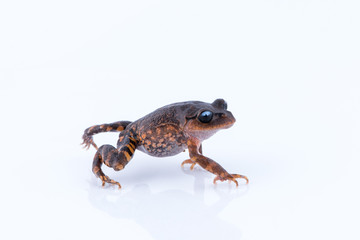 Leptobrachium chapaense (White-eyed Litter Frog) : frog on white background. Amphibian of Thailand