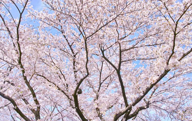 ふんわり感のある満開の桜の木