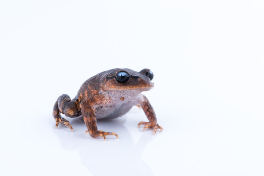 Leptobrachium chapaense (White-eyed Litter Frog) : frog on white background. Amphibian of Thailand