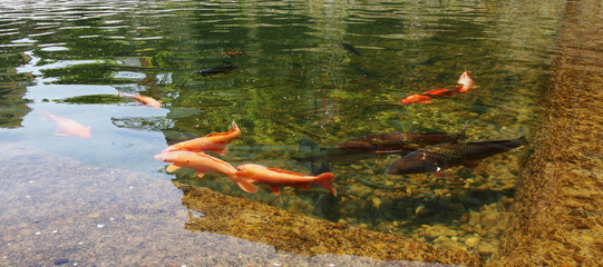 Group of Koi Fish in natural habitat - 184515621