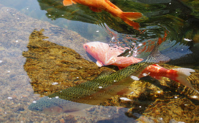 Group of Koi Fish in natural habitat - 184515630