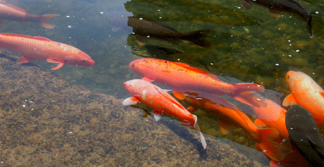 Group of Koi Fish in natural habitat - 184515675